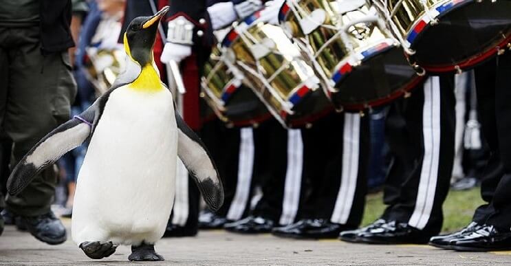 Sir Nils Olav: The Penguin Who Became A Royal Norwegian Guard’s Official