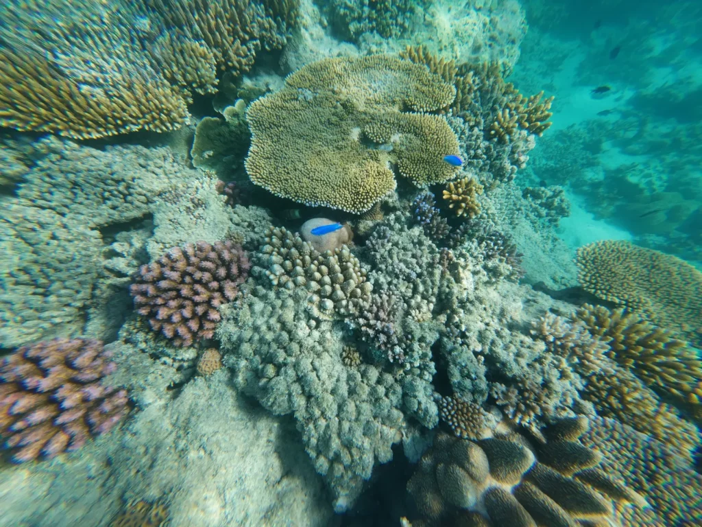 Coral reef in Fiji Islands close to blue Lagoon Resort