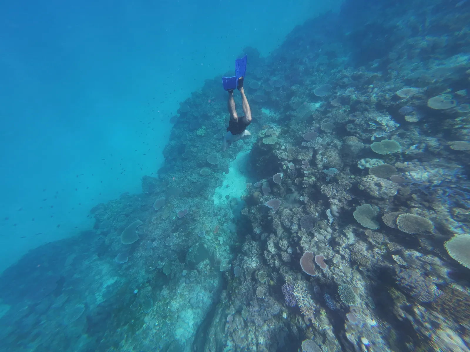 Artificial Reef Made from Steel and Coral in Fiji: Our Dive and Snorkel Adventures